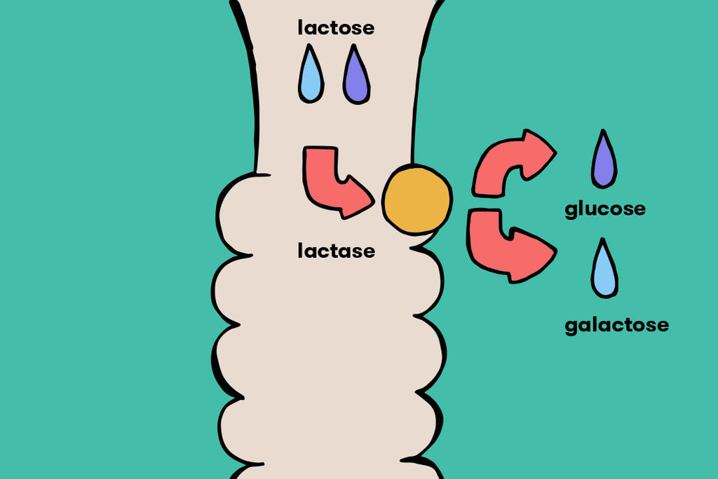 How your body breaks down lactose
