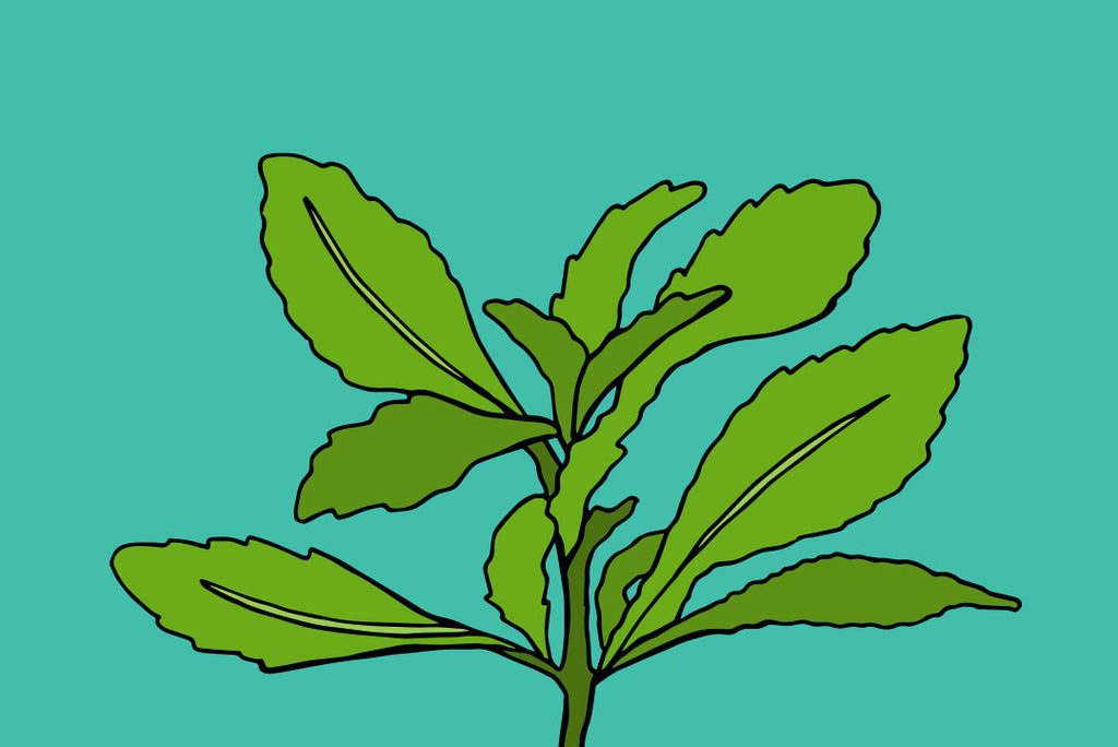 green blue plant