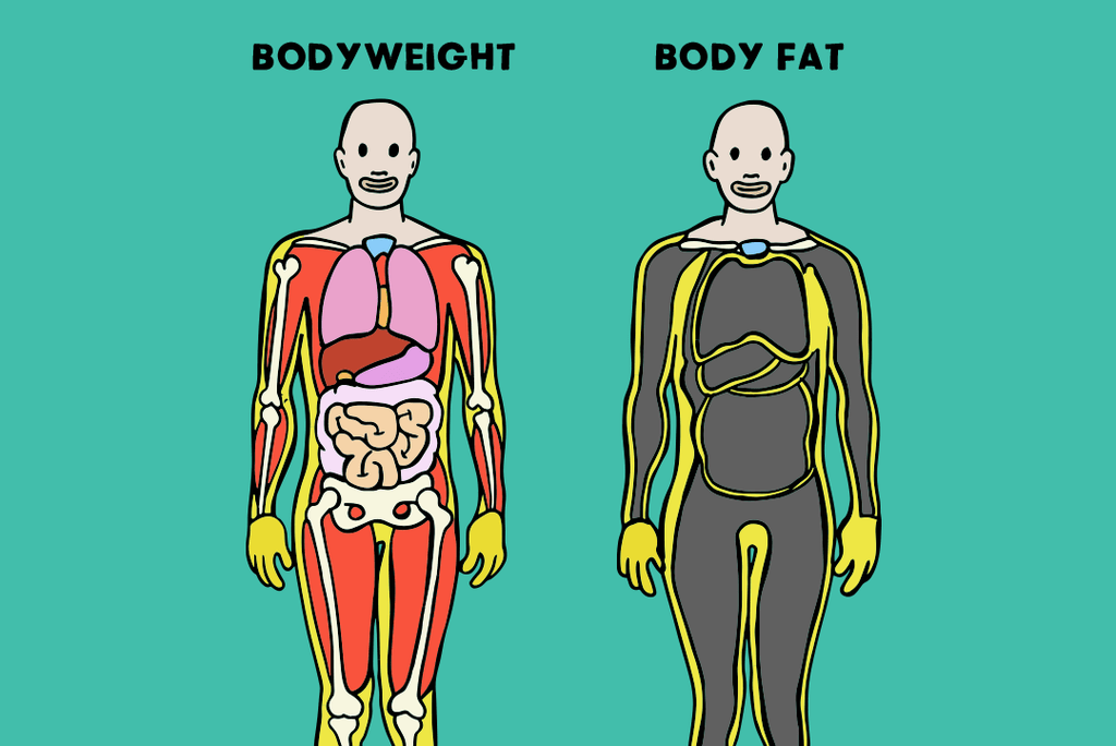 bodyweight vs body fat